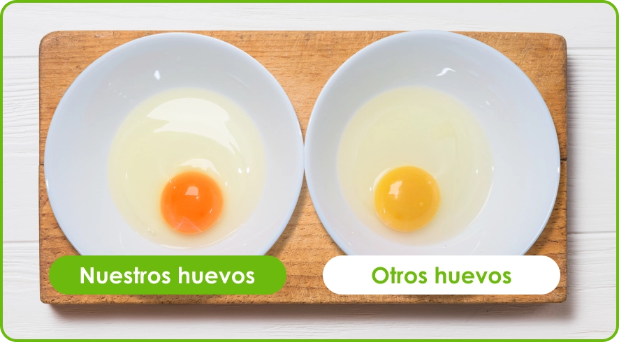 comparativa-calidad-huevos-de-la-granja