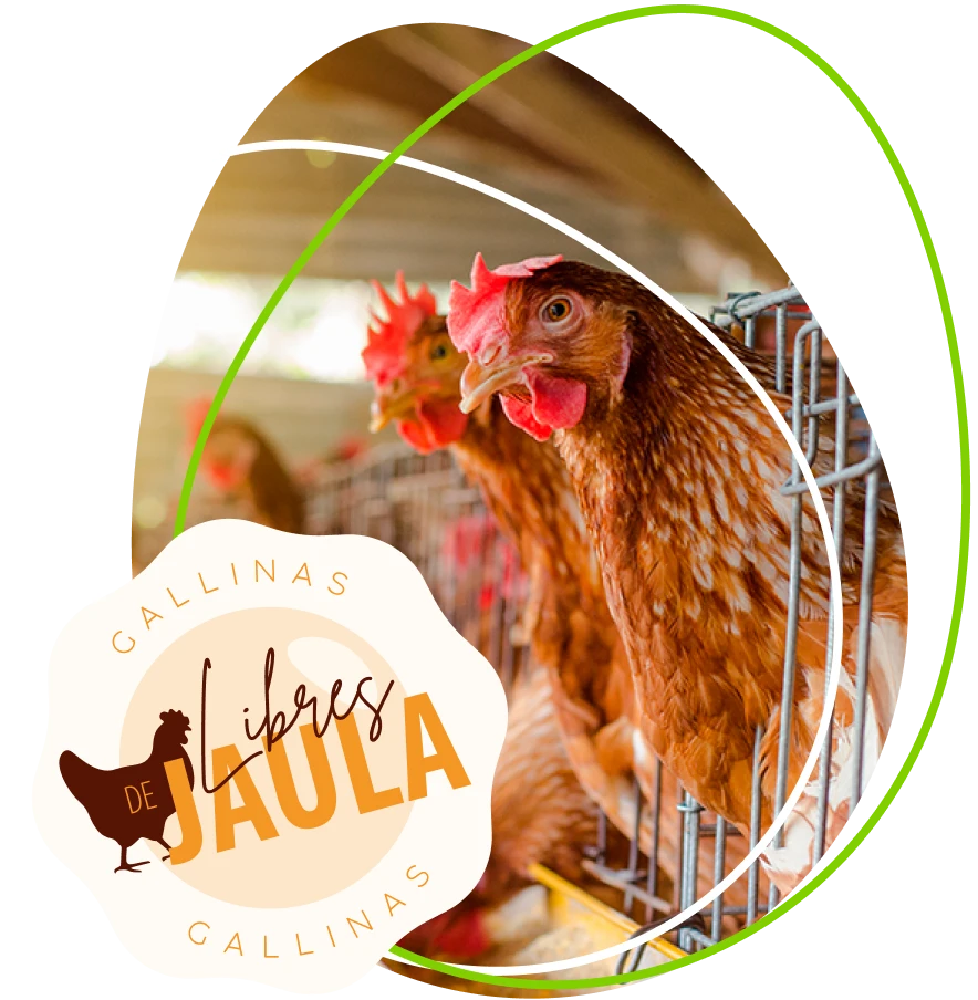 gallinas-libres-de-jaula-con-sello-calidad-huevos-de-la-granja