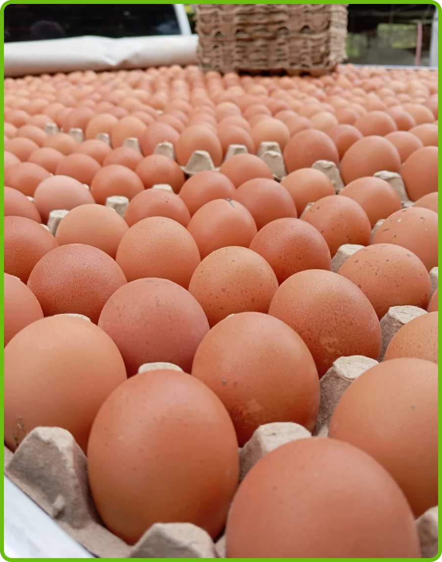 imagen-a-collage-home-huevos-de-la-granja