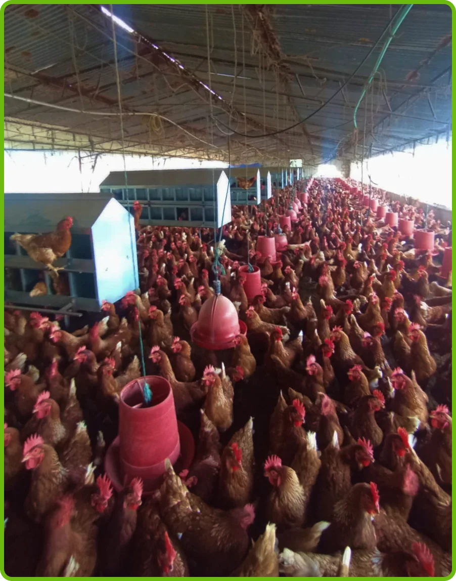 imagen-c-collage-home-huevos-de-la-granja