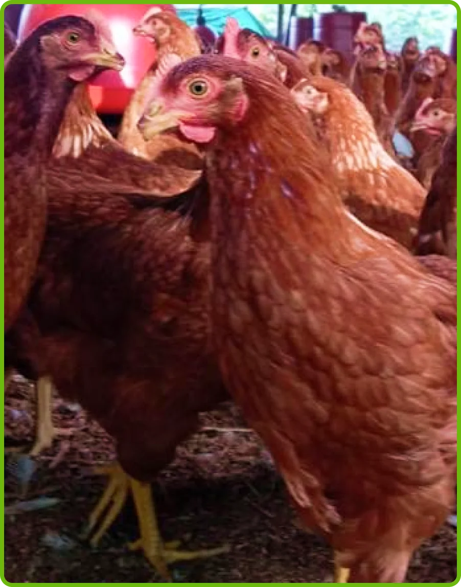 imagen-d-collage-home-huevos-de-la-granja