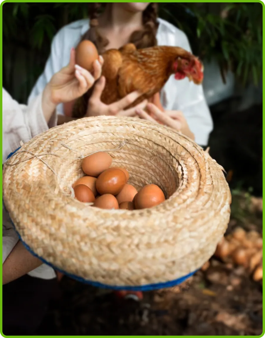 imagen-e-collage-home-huevos-de-la-granja