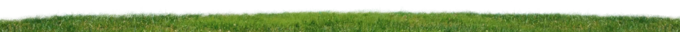 cesped-contacto-huevos-de-la-granja