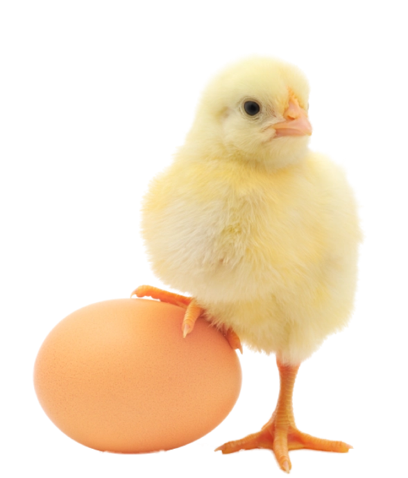 pollo-sobre-huevo-contacto-huevos-de-la-granja